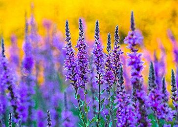 《使命召唤》电竞选手起诉动视：非法垄断 索赔6.8亿美元